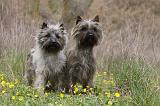 CAIRN TERRIER 627